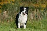 BORDER COLLIE 1338
